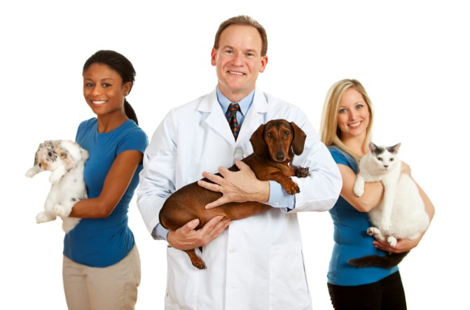 Career Options for Veterinarians