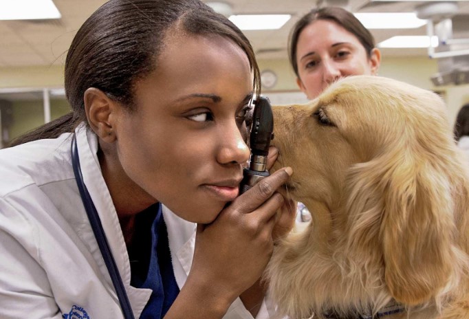 animal hospital treating dogs and cats